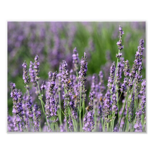 Honingbijen op Lavender Flowers Foto Afdruk (Voorkant)