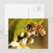 Honingbijen op Mangrove Blossom Briefkaart (Voorkant / Achterkant)