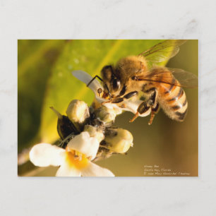 Honingbijen op Mangrove Blossom Briefkaart