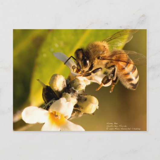 Honingbijen op Mangrove Blossom Briefkaart (Voorkant)