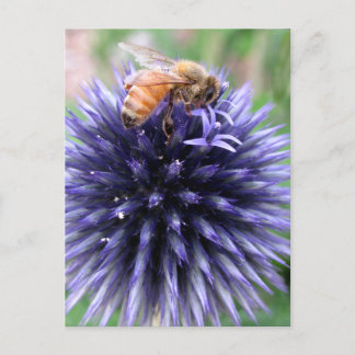Honingbijen op Paars Wereldbol Thistle Flower Briefkaart