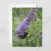 Honingbijen op Paarse ventilator Briefkaart (Voorkant / Achterkant)