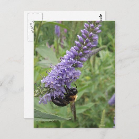 Honingbijen op Paarse ventilator Briefkaart (Voorkant / Achterkant)