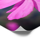 Honingbijen op roze kosmos raken dicht poster (Hoek)