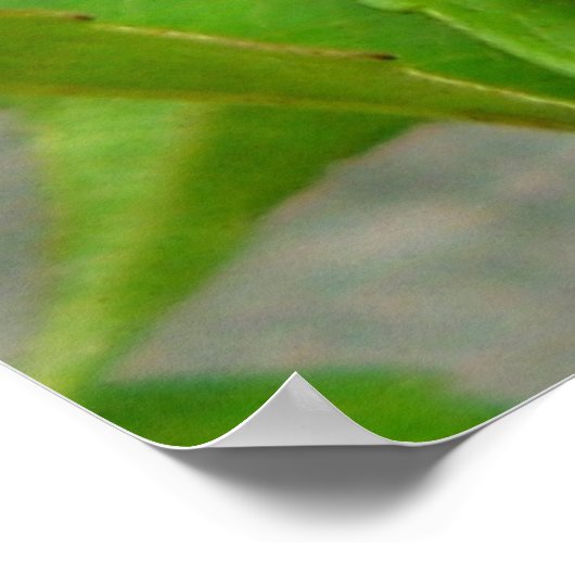 Honingbijen Poster (Hoek)