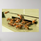 Honingbijen Poster (Voorkant)