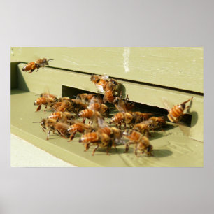 Honingbijen Poster