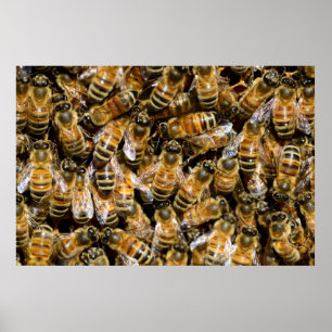 Honingbijen Poster