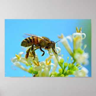 Honingbijen Poster