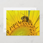 Honingbijen voeren op zonnebloemen briefkaart (Voorkant / Achterkant)