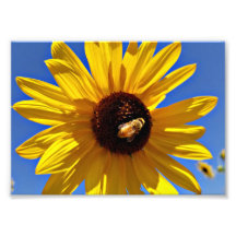 Honingbijen, wilde zonnebloemen, bestuifd