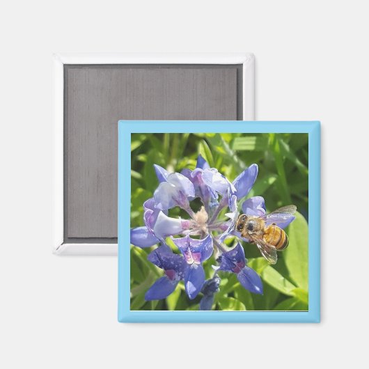 Honingbijenmagneet Magneet (Voorkant / Achterkant)