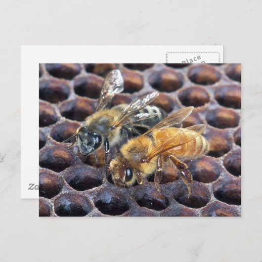 Honingraat bijen briefkaart (Voorkant / Achterkant)