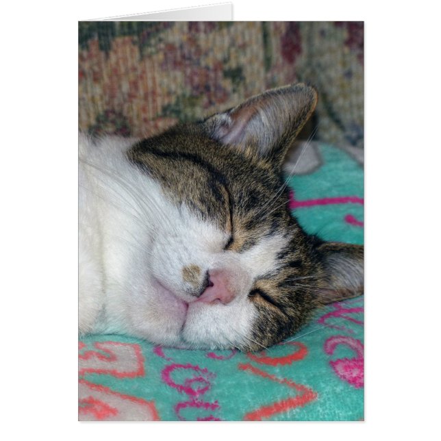 Honingslaap (Voorkant)