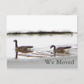 Honkers - Canada Gese Aankondigingskaart (Voorkant)