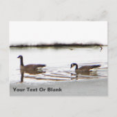 Honkers - Canada Gese Briefkaart (Voorkant)