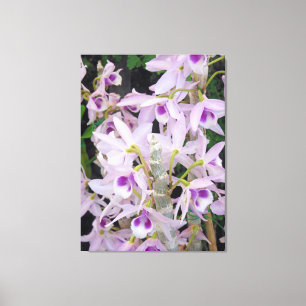Honohono Orchids Canvas Afdruk