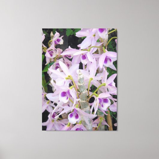 Honohono Orchids Canvas Afdruk (Voorkant)