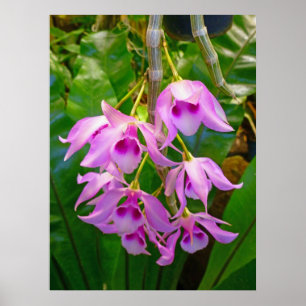 Honohono Orchids en Ferns Poster