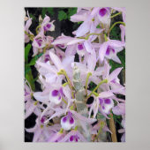 Honohono Orchids Poster (Voorkant)