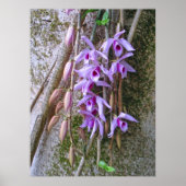 Honohono Orchids Poster (Voorkant)