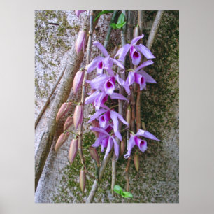 Honohono Orchids Poster