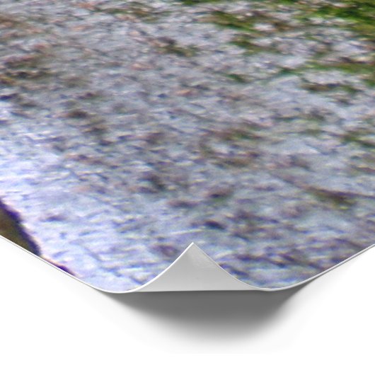 Honohono Orchids Poster (Hoek)