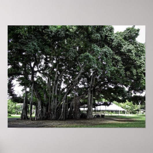 Honolulu Banyan Tree Poster (Voorkant)