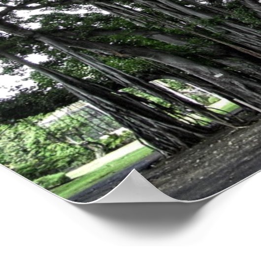 Honolulu Banyan Tree Poster (Hoek)