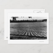 Honolulu, Hawaii - Uitzicht van ananasvelden Briefkaart (Voorkant / Achterkant)