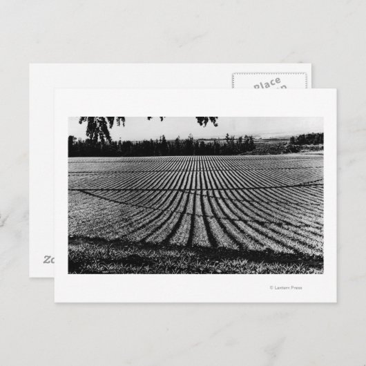 Honolulu, Hawaii - Uitzicht van ananasvelden Briefkaart (Voorkant / Achterkant)