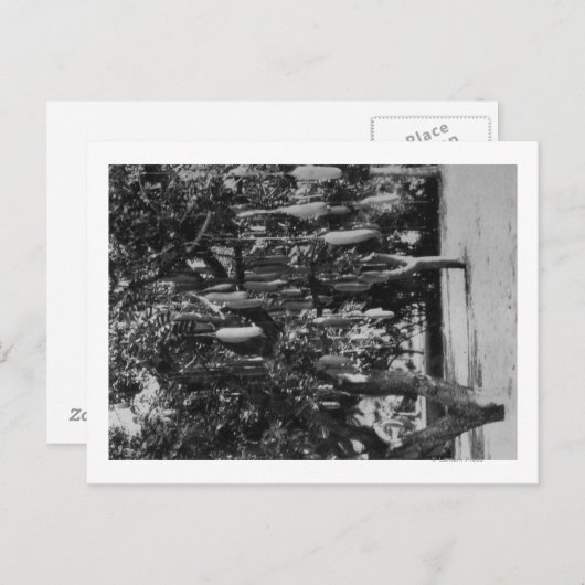 Honolulu, HI - Universiteit van Hawaii Briefkaart (Voorkant / Achterkant)