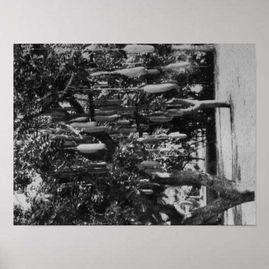 Honolulu, HI - Universiteit van Hawaii Poster (Voorkant)