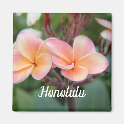Honolulu Plumeria Magnet (Voorkant)