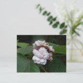 Honolulu Roos Briefkaart (Staand voorkant)