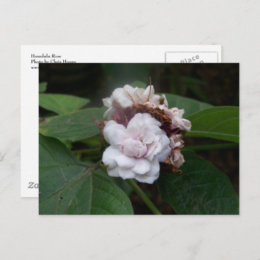 Honolulu Roos Briefkaart (Voorkant / Achterkant)