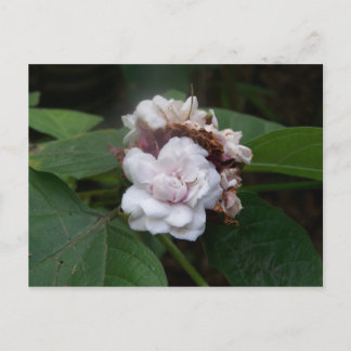 Honolulu Roos Briefkaart