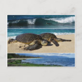 Honu, Hawaiian Green Zee Turtle, Oahu, North Shore Briefkaart (Voorkant)