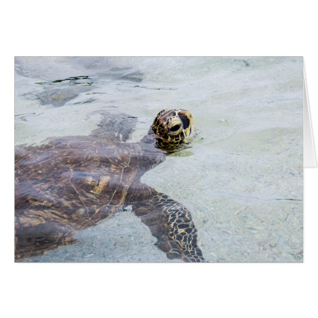 Honu Hawaiian Zee Turtle - Hawaii Turtles (Voorkant Horizontaal)