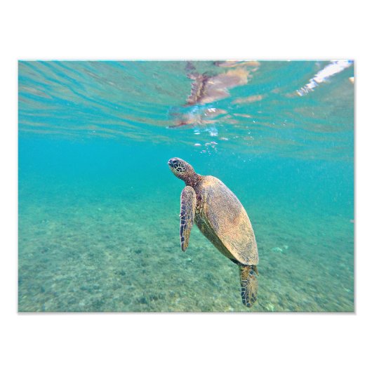Honu Hawaiin Groen Zee Schildpad Onderwater Print Foto Afdruk (Voorkant)