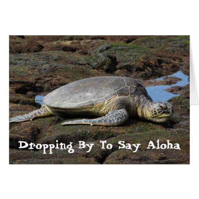Honu Resting on the Warm Rocks (Voorkant Horizontaal)