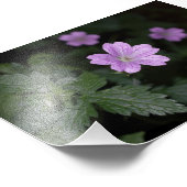 Hood Cranesbill Foto Afdruk (Hoek)
