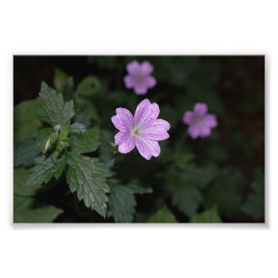 Hood Cranesbill Foto Afdruk