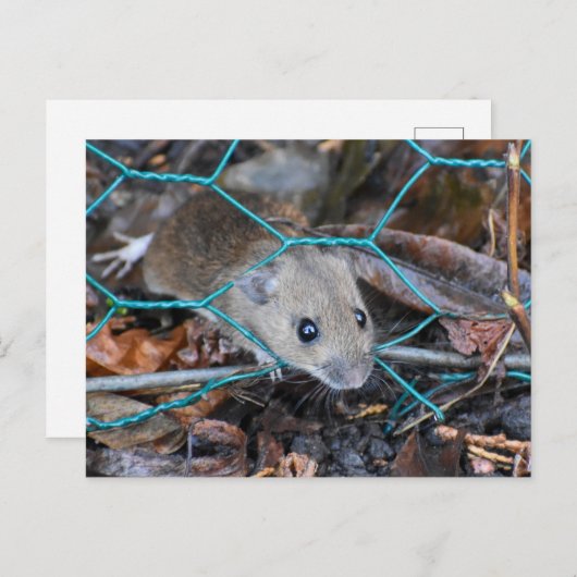 Hood Mouse Briefkaart (Voorkant / Achterkant)