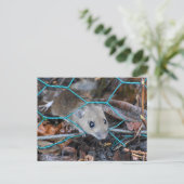 Hood Mouse Briefkaart (Staand voorkant)