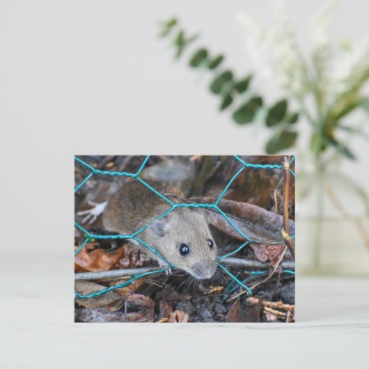 Hood Mouse Briefkaart (Staand voorkant)