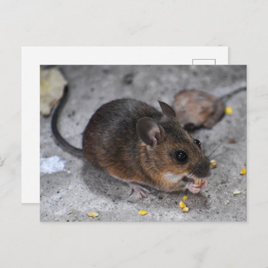 Hood Mouse Briefkaart (Voorkant / Achterkant)