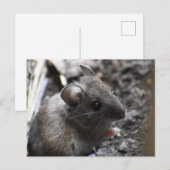 Hood Mouse Briefkaart (Voorkant / Achterkant)