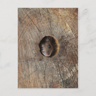 Hood Mouse Briefkaart