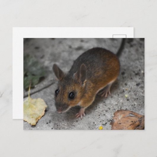 Hood Mouse Briefkaart (Voorkant / Achterkant)